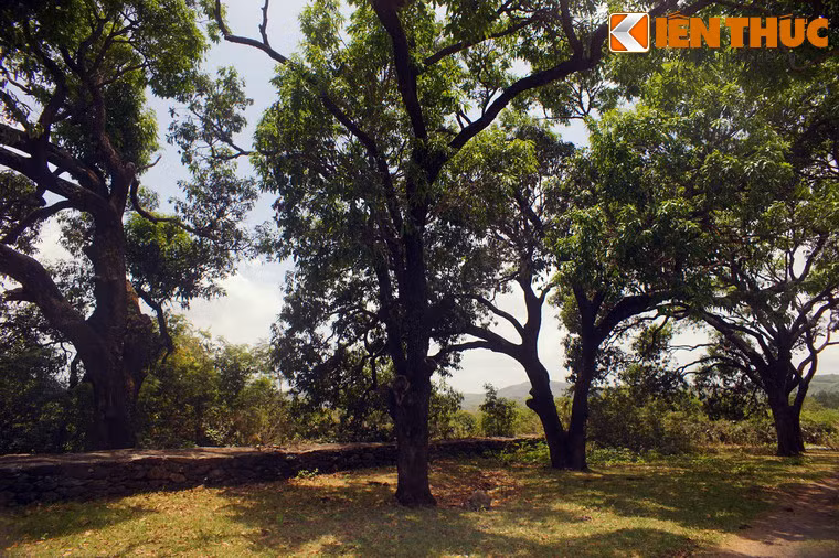 Do được dùng đề tiến vua nên giống xoài chùa Đá Trắng còn được gọi là xoài ngự.