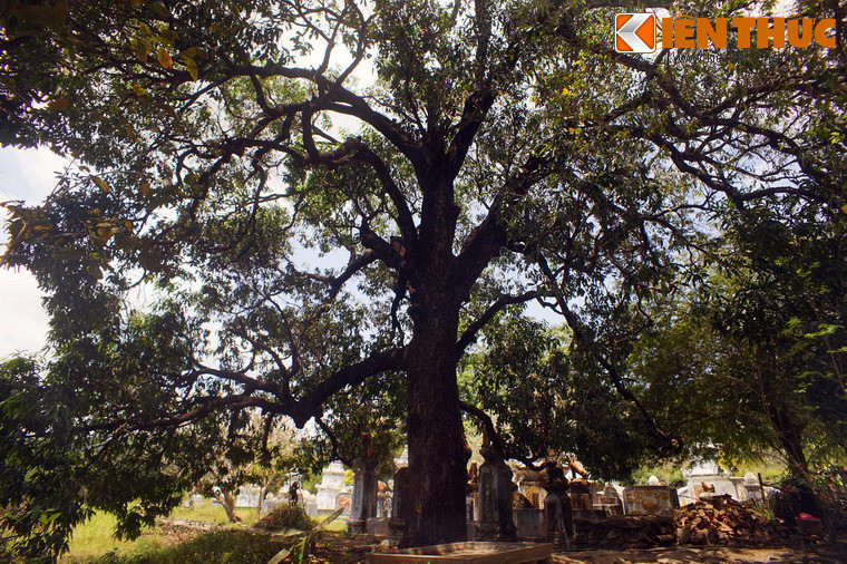 Những cây xoài chùa Đá Trắng có điểm khác lạ là cho hoa trắng muốt, khi trái chín có vàng tươi, vỏ mỏng, vị ngọt thanh, đặc biệt hương thơm dịu nhưng thoảng rất xa.