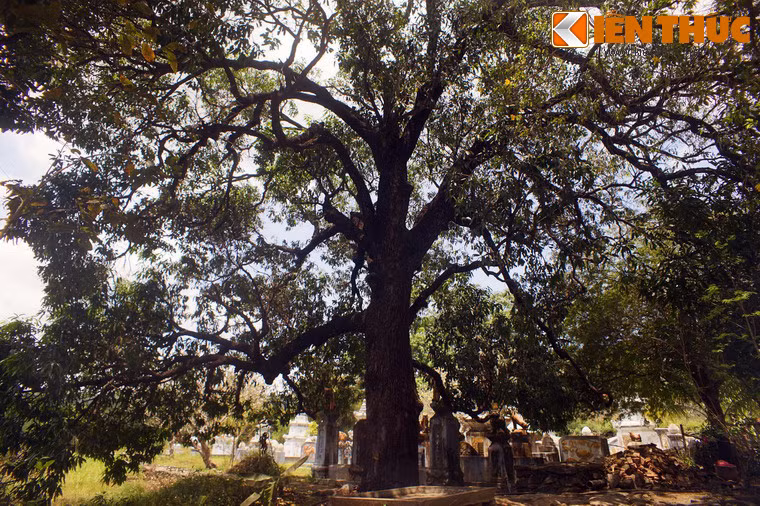 Những cây xoài chùa Đá Trắng có điểm khác lạ là cho hoa trắng muốt, khi trái chín có vàng tươi, vỏ mỏng, vị ngọt thanh, đặc biệt hương thơm dịu nhưng thoảng rất xa.