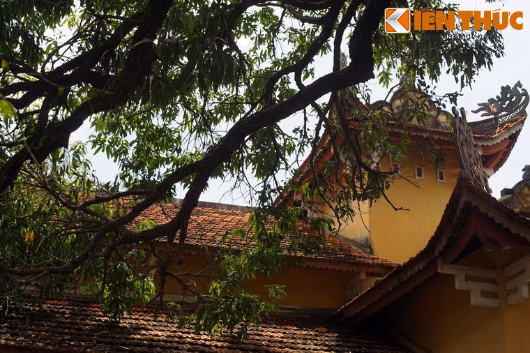 Theo các ghi chép của nhà chùa, nhiều cây xoài trong khu vườn này đã có từ trước khi ngôi chùa được xây dựng vào năm 1797, tính đến nay đã trên 200 năm.