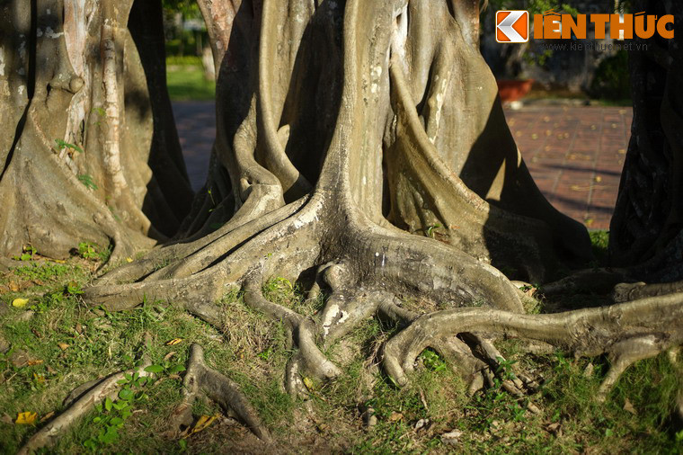 Bộ rễ cây gân guốc, mọc lan trên nền đất rất ấn tượng.