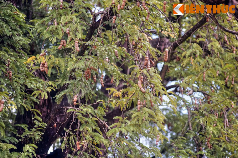 Dù tuổi đời cao, cây vẫn rất sai quả.