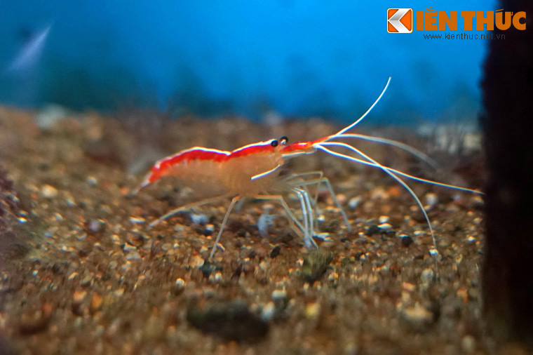 Một số hình ảnh khác về tôm bác sĩ.
