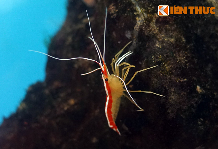 Loài tôm này có tên khoa học là Lysmata Amboinensis, địa bàn sinh sống là các rạn san hô vùng nước ấm.