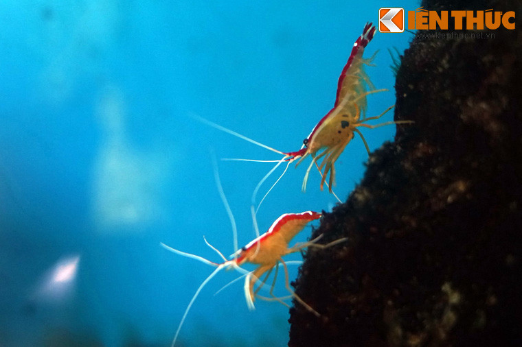 Dù vậy, cần tránh nuôi chúng cùng các loài cá lớn có tập tính hung dữ, bởi chúng rất dễ trở thành mồi ngon cho các loài cá này.