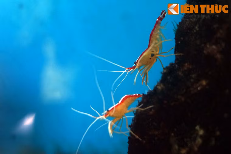 Dù vậy, cần tránh nuôi chúng cùng các loài cá lớn có tập tính hung dữ, bởi chúng rất dễ trở thành mồi ngon cho các loài cá này.