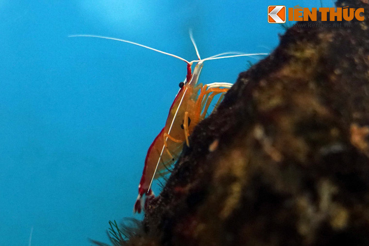 Thực chất, đây là một mối quan hệ cộng sinh: Những con tôm kiếm được thức ăn, còn cá được vệ sinh giúp tránh các nguy cơ cho sức khỏe.