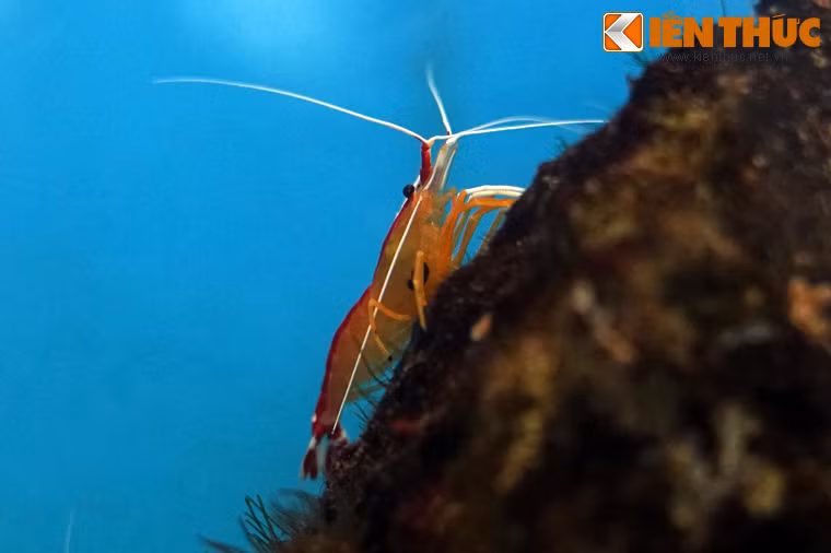 Thực chất, đây là một mối quan hệ cộng sinh: Những con tôm kiếm được thức ăn, còn cá được vệ sinh giúp tránh các nguy cơ cho sức khỏe.