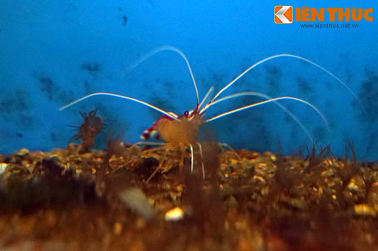 Một đặc điểm lý thú khác của loài tôm bác sĩ là khi mới nở chúng là các cá thể đực...