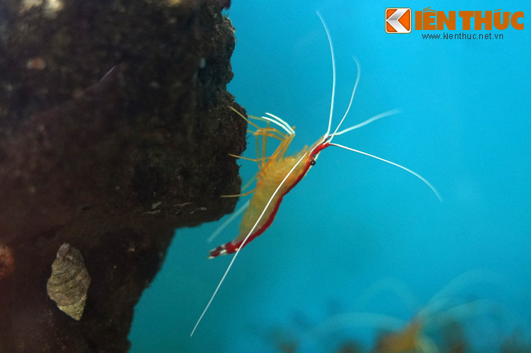 Do màu sắc rực rỡ cùng khả năng "chăm sóc sức khỏe" cho các loài cá, tôm bác sĩ là sinh vật cảnh được ưa chuộng trong các bể thủy sinh trên khắp thế giới.