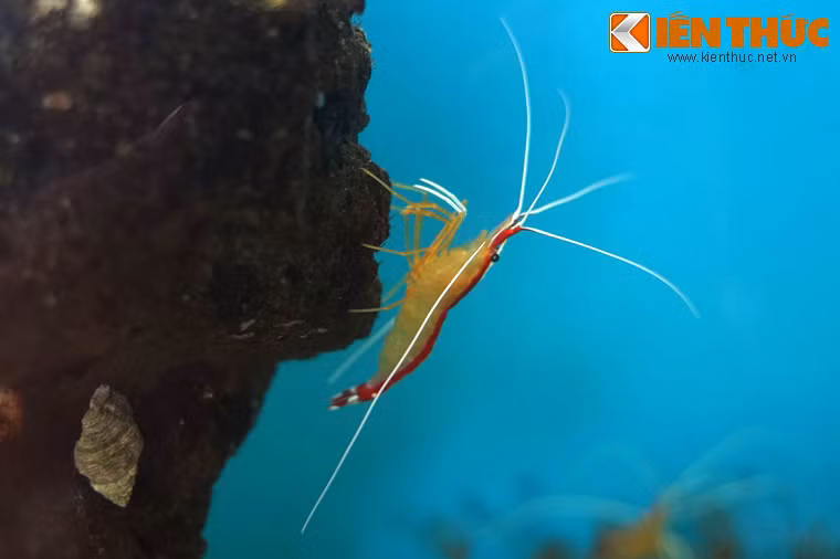 Do màu sắc rực rỡ cùng khả năng "chăm sóc sức khỏe" cho các loài cá, tôm bác sĩ là sinh vật cảnh được ưa chuộng trong các bể thủy sinh trên khắp thế giới.