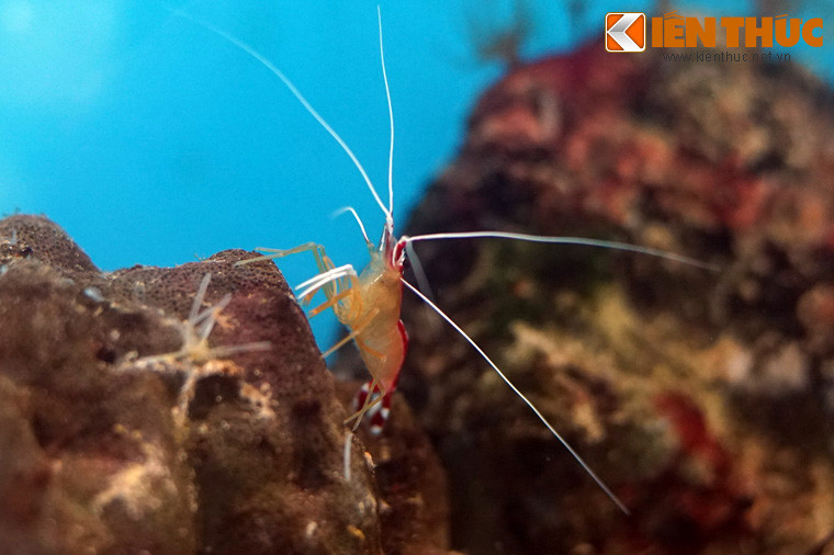 Tên gọi tôm "bác sĩ" xuất phát từ việc loài tôm này có biệt tài "khám chữa bệnh" cho các loài cá sống cùng rạn san hô.