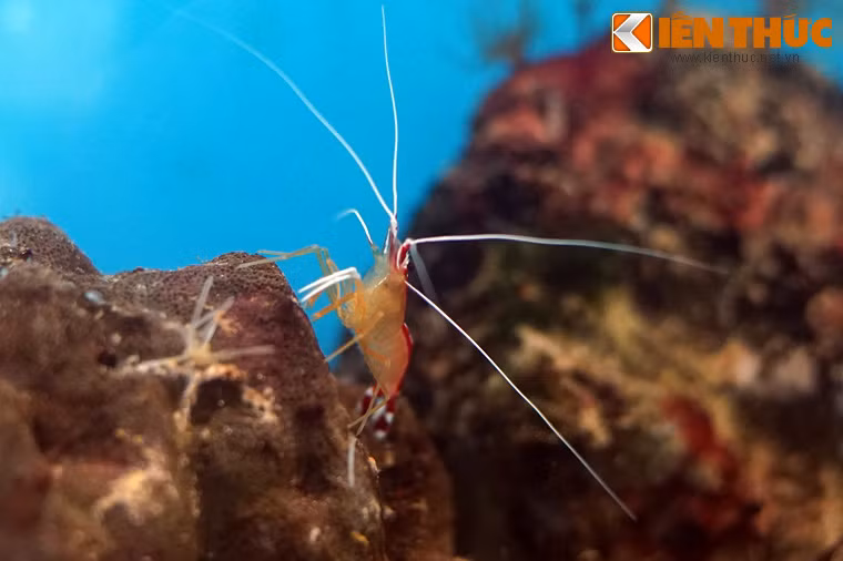 Tên gọi tôm "bác sĩ" xuất phát từ việc loài tôm này có biệt tài "khám chữa bệnh" cho các loài cá sống cùng rạn san hô.