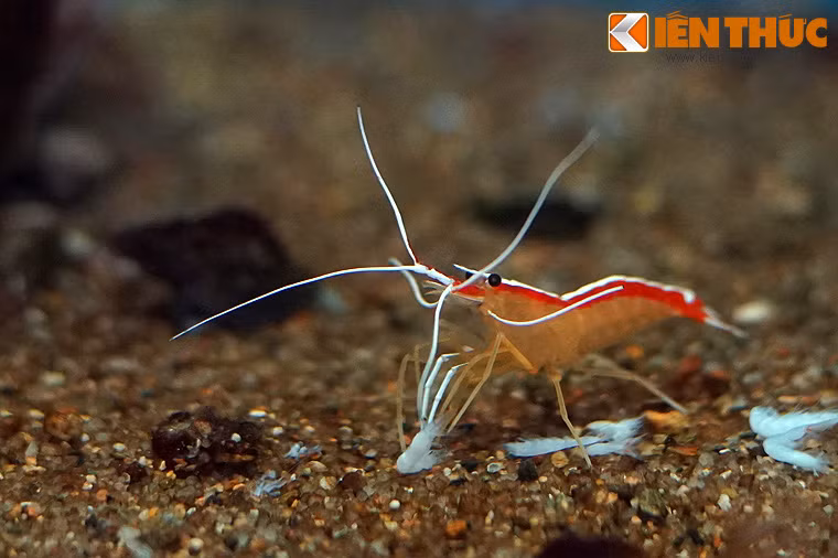 ...Đến giai đoạn trưởng thành thì các hoóc môn sinh dục đực ngừng phát triển, và những con tôm trở thành lưỡng tính sau vài lần lột xác.