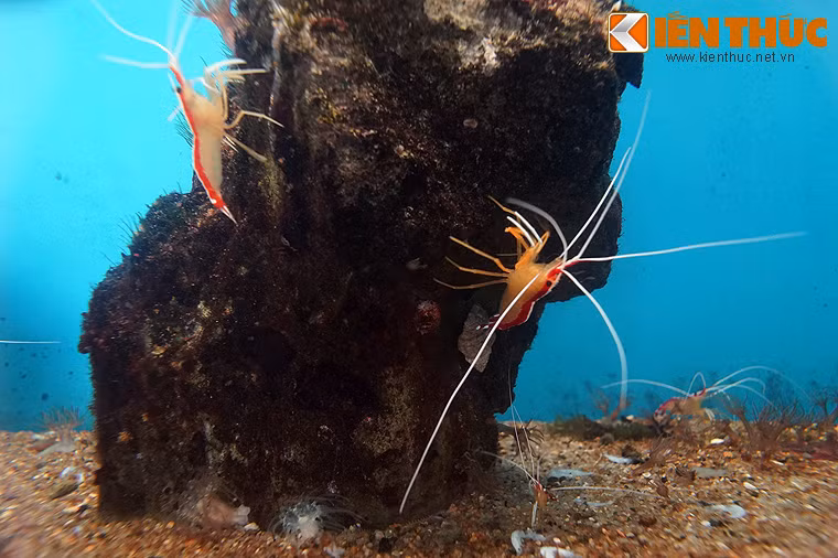  Tôm bác sĩ là tên gọi của một loài tôm kỳ lạ sinh sống ở Ấn Độ Dương - Thái Bình Dương, trong đó có các vùng biển của Việt Nam. (Hình ảnh trong bài chụp tại Viện Hải dương học Nha Trang).