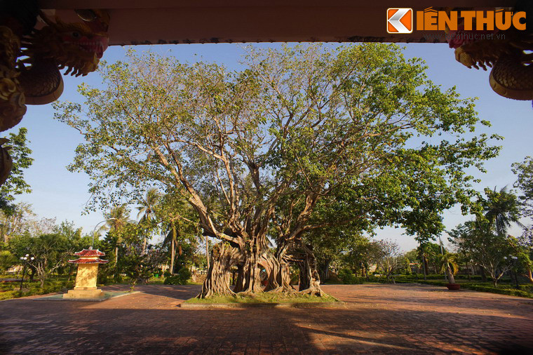 Ngày nay, khách thập phương khi đến thăm không khỏi choáng ngợp trước sự kỳ vĩ của cây bồ đề đền Lương Văn Chánh.