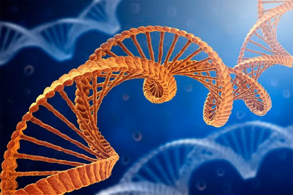 Điều này do đặc thù vị trí của thận, nó nằm ở vị trí khá bất tiện ở lưng dưới, vì vậy mà các bác sỹ vẫn để nó lại trừ khi có một lý do thực sự phải loại bỏ chúng (như thận không hoạt động bị lây nhiễm). Quả thận mới sẽ được đặt gần xương chậu, thấp hơn so với thận cũ.