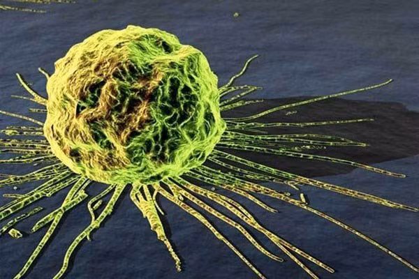 Các nghiên cứu đã chứng minh, cười giúp tăng cường hoạt động của các tế bào “chiến binh” – đây là một loại bạch cầu chuyên săn lùng và tiêu diệt các tế bào ung bướu và tế bào nhiễm virus. Vì tác dụng to lớn đó của tiếng cười mà những bệnh nhân mắc ung thư hay HIV được khuyến cáo duy trì tâm trạng lạc quan vui vẻ, cười nhiều.