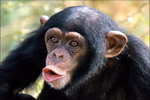 4. 98% DNA ở người giống tinh tinh. Bộ gen người giống 7% với các vi khuẩn đường ruột E.coli, 21% với sâu, 90% đối với chuột và 98% với tinh tinh. Sau hàng tỷ năm tiến hóa, gen của chúng ta trao đổi với tất cả sự sống trên trái đất.