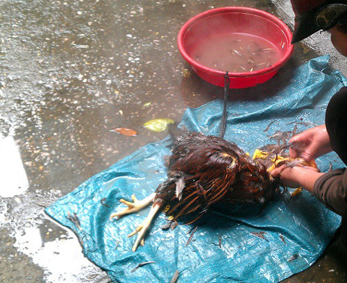 Hứng tiết chảy xuống khoảng 5 phút, rồi cho đầu gà vào cánh một lúc cho gà chết hẳn đem vặt lông. Cho gà vào nồi nước đun sôi, trụng gà qua vài lần rồi nhấc gà ra, vặt lông gà theo chiều xuôi và nhanh tay. Bóc lớp màng ở chân, mào, lưỡi gà và mỏ. Ảnh: giaoduc