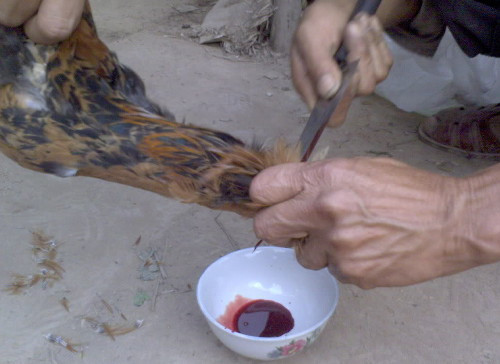 Tóm 2 chân gà vào làm 1 và bẻ nhẹ cánh, dốc ngược đầu gà xuống dưới đĩa. Giữ chặt chân và cánh để cắt tiết. Chú ý cắt trên cổ gà đoạn gần sát mang tai, hơi sâu một chút, vết cắt nhỏ nên khi luộc không bị rách to, gà nhìn đẹp hơn. Cách này còn giúp gà chết nhanh nên thit không bị thâm. Ảnh: boyeucon