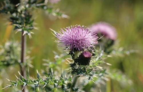 Cây Kế sữa hay còn gọi là Cúc gai, được biết đến trong nhiều năm qua với đặc tính bảo vệ gan trong quá trình hóa trị. Nghiên cứu tại Mỹ cho thấy bệnh nhân bị bệnh bạch cầu dùng cây kế sữa đã giảm nhiễm độc gan và tác dụng phụ khác của hóa trị.