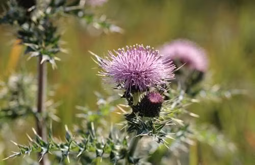 Cây Kế sữa hay còn gọi là Cúc gai, được biết đến trong nhiều năm qua với đặc tính bảo vệ gan trong quá trình hóa trị. Nghiên cứu tại Mỹ cho thấy bệnh nhân bị bệnh bạch cầu dùng cây kế sữa đã giảm nhiễm độc gan và tác dụng phụ khác của hóa trị.