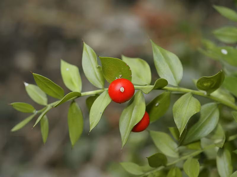 Cây đậu chổi (Ruscus aculeatus). Các thành phần hoạt động trong loại thảo dược này đã được tìm thấy là ruscogenins làm cho khối u ác tính co lại. Nó được dùng rất tốt với những người bệnh ung thư vú.