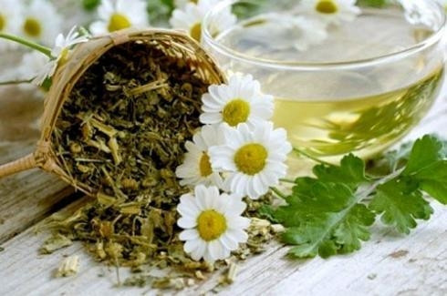 Cúc dại. Có rất nhiều nghiên cứu về sự hữu ích của cúc dại đối với các khối u não. Nhiều nơi, hoa cúc được tin tưởng trong việc trị chứng nhiệt độc tích tụ trong người gây bứt rứt, sốt cao, viêm nhiễm, mụn nhọt, ghẻ lở, kiết lỵ. Nghiên cứu mới tại Mỹ phát hiện hóa chất tự nhiên apigenin có trong trà hoa cúc có tác dụng ngăn ngừa tế bào ung thư lan rộng và khiến chúng nhạy cảm hơn với thuốc trị ung thư.