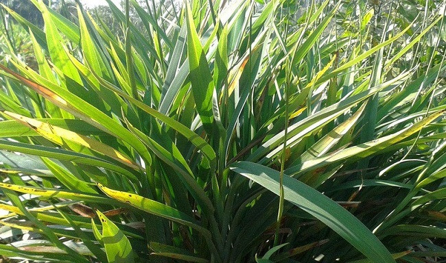 Không giống với những loại hương khác, hương trầm Quỳ Châu có công thức và bí quyết riêng, xuất phát từ một giống cây mọc dưới tán rừng. Cây rễ hương còn có nhiều tên gọi khác như cây hương bài, xương quạt, hương lâu, lâm nữ... là nguyên liệu chính để làm nên hương trầm. Ban đầu, cây rễ hương mọc trong tự nhiên. Tuy nhiên, do nhu cầu sản xuất hương ngày càng lớn nên loại cây này được người dân nhân giống mang về trồng trên nương, rẫy. Đến nay, trên địa bàn huyện Quỳ Châu đã có gần 100 ha cây rễ hương được trồng, tập trung nhiều ở các xã như Châu Thuận, Châu Hoàn, Châu Hội...