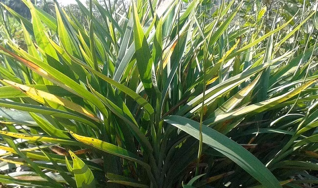 Không giống với những loại hương khác, hương trầm Quỳ Châu có công thức và bí quyết riêng, xuất phát từ một giống cây mọc dưới tán rừng. Cây rễ hương còn có nhiều tên gọi khác như cây hương bài, xương quạt, hương lâu, lâm nữ... là nguyên liệu chính để làm nên hương trầm. Ban đầu, cây rễ hương mọc trong tự nhiên. Tuy nhiên, do nhu cầu sản xuất hương ngày càng lớn nên loại cây này được người dân nhân giống mang về trồng trên nương, rẫy. Đến nay, trên địa bàn huyện Quỳ Châu đã có gần 100 ha cây rễ hương được trồng, tập trung nhiều ở các xã như Châu Thuận, Châu Hoàn, Châu Hội...