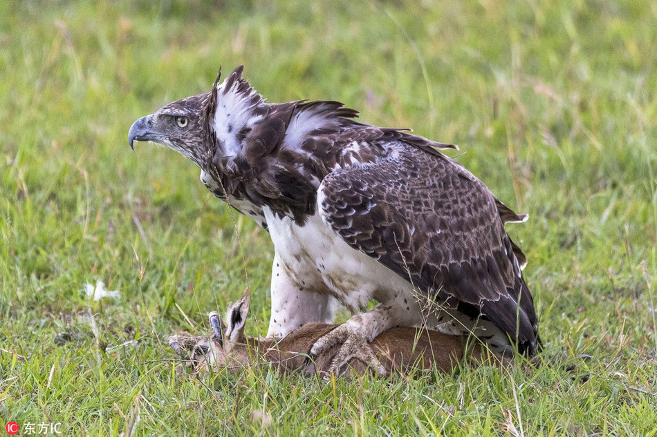 Linh duong me dien cuong chien dau voi dai bang khong lo-Hinh-5