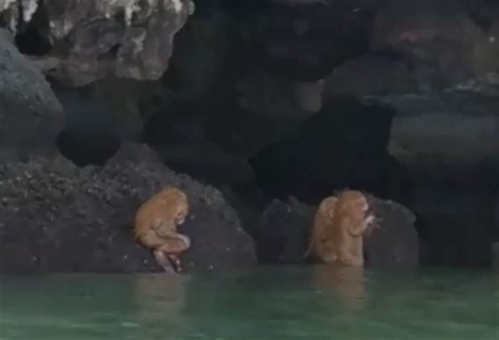 Su thuc ve sinh vat nua nguoi nua vuon con hanh dong 