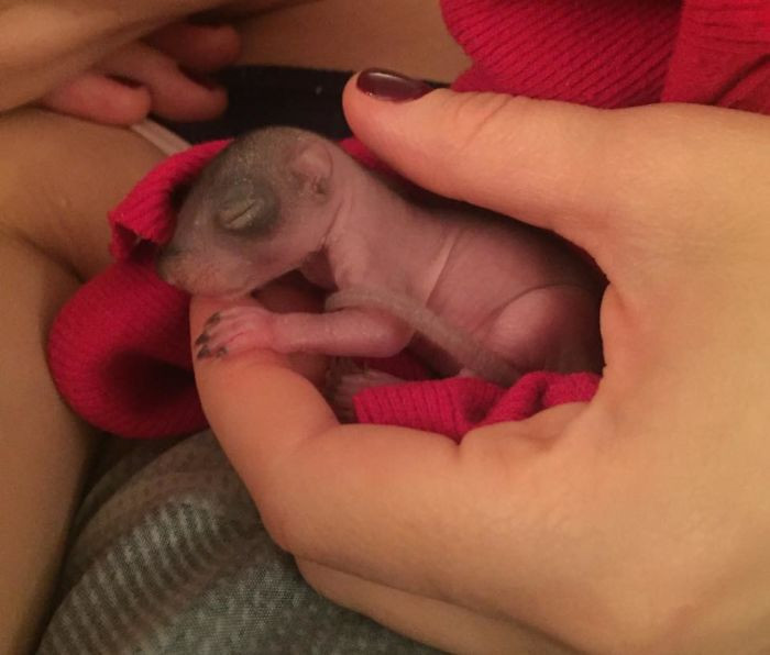 Thế nhưng, do bận rộn với việc tìm vật liệu làm tổ mới, sóc mẹ không có ý định mang theo hai đứa con vừa sinh. Cuối cùng, sóc mẹ quyết định bỏ đi, không quay lại với các con nữa.