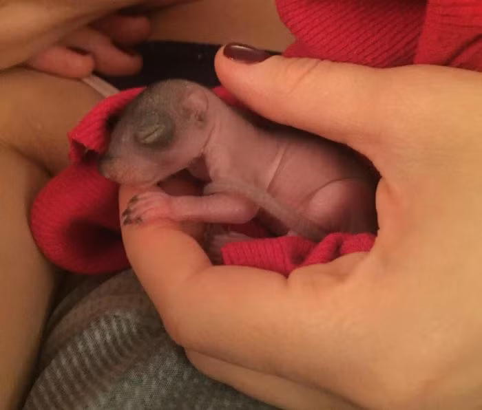 Thế nhưng, do bận rộn với việc tìm vật liệu làm tổ mới, sóc mẹ không có ý định mang theo hai đứa con vừa sinh. Cuối cùng, sóc mẹ quyết định bỏ đi, không quay lại với các con nữa.