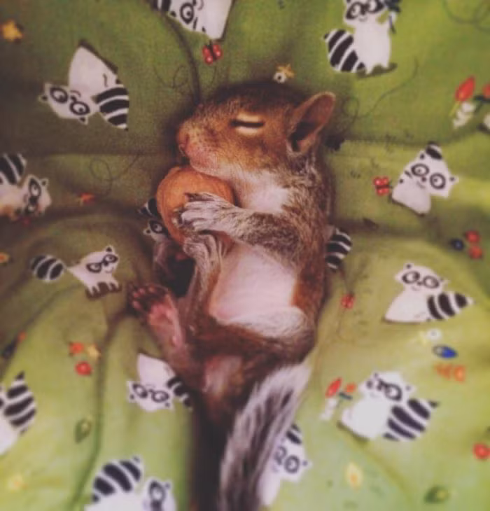 Đó cũng là lý do mà cặp đôi Christina và Michael quyết định nhận nuôi con sóc con này và đặt tên là Thumbelina.