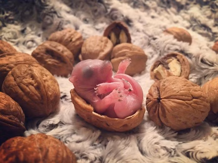 Theo thông tin đăng tải, cách đây không lâu, một người đàn ông trở về nhà và phát hiện tổ sóc trên cành cây thông khô đã rơi xuống giường mình. Trong chiếc tổ vỡ nát có hai con sóc con sơ sinh.