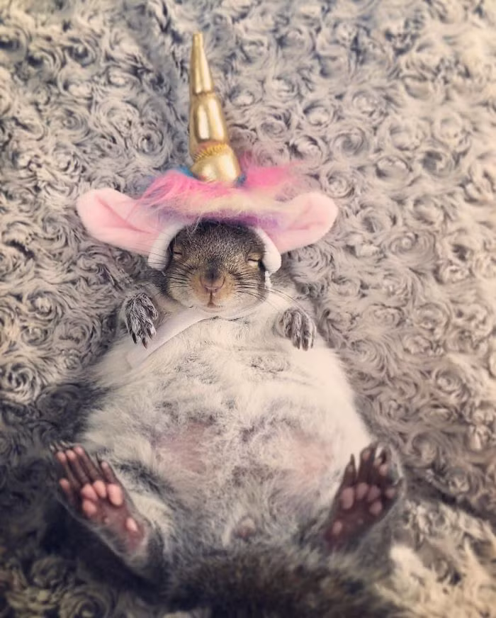 Mặc dù chủ nhân đã rất nỗ lực để giới thiệu Thumbelina với những con sóc khác, thế nhưng cô sóc mồ côi này hoàn toàn không thích điều đó.