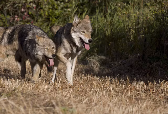 Được biết, đây không phải lần đầu tiên các thành viên WDFW giết chết những con sói. Vào năm 2012, tổ chức này đã giết chết toàn bộ một gia đình chó sói hoang dã, năm 2016, họ giết chết 7 con sói và vừa năm ngoái, họ giết một con sói đến từ Sherman Pack. Đến năm nay, bất hạnh tiếp tục ập đến với một gia đình sói hoang. Tất cả đều bị giết để trả đũa cho hành động tấn công gia súc.