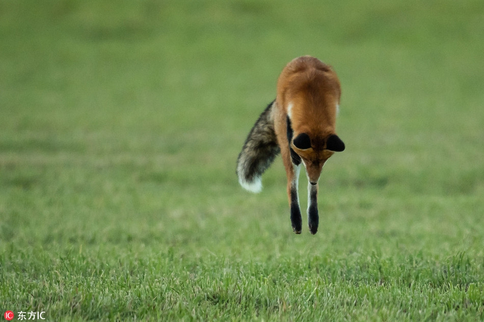 Cao do tro tai bat chuot kieu trong cay gay chu y-Hinh-4