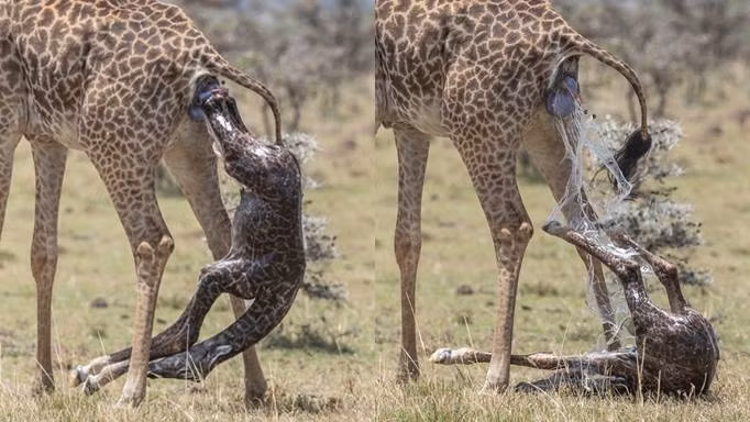 Hươu mẹ "đẻ rơi" con giữa tự nhiên, chăm chút thế nào? - Hình 2 Huou me