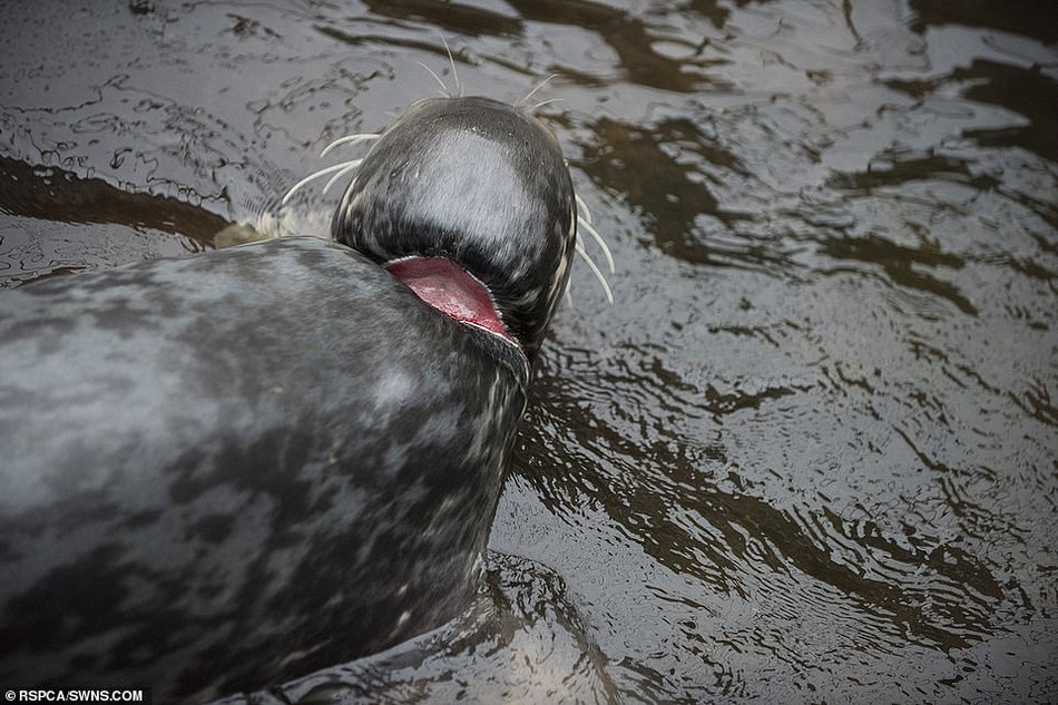 Hiệp hội Hoàng gia Anh về phòng chống bạo lực đối với động vật (RSPCA) cảnh báo rằng. Trong thập kỷ qua, chất thải nhựa bị đổ ra biển đã gây ra tổn thương nghiêm trọng cho một số lượng lớn hải cẩu mỗi năm.