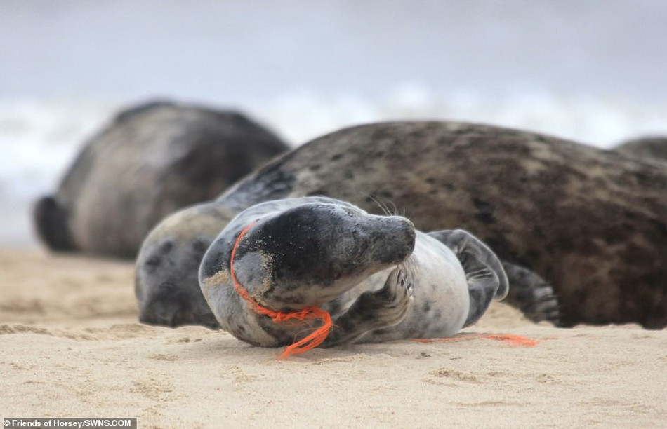 Một số vật thể nhân tạo trôi nổi trong đại dương như lưới đánh cá hoặc chất thải nhựa có thể gây tổn thương cho những con hải cẩu và các loài động vật khác. Thậm chí có thể gây tử vong.