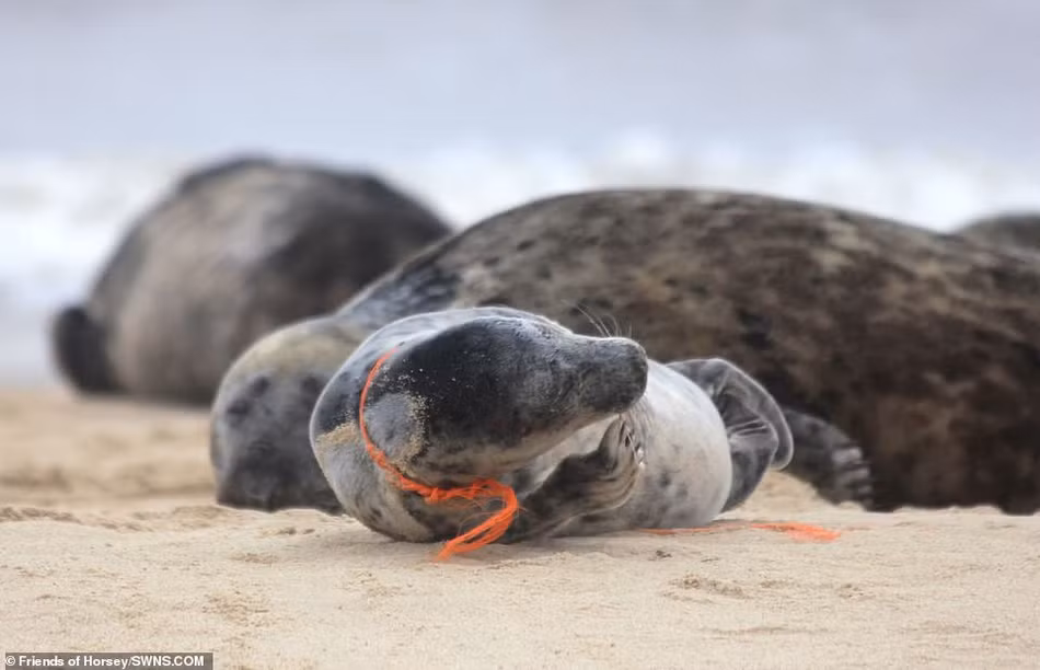 Một số vật thể nhân tạo trôi nổi trong đại dương như lưới đánh cá hoặc chất thải nhựa có thể gây tổn thương cho những con hải cẩu và các loài động vật khác. Thậm chí có thể gây tử vong.