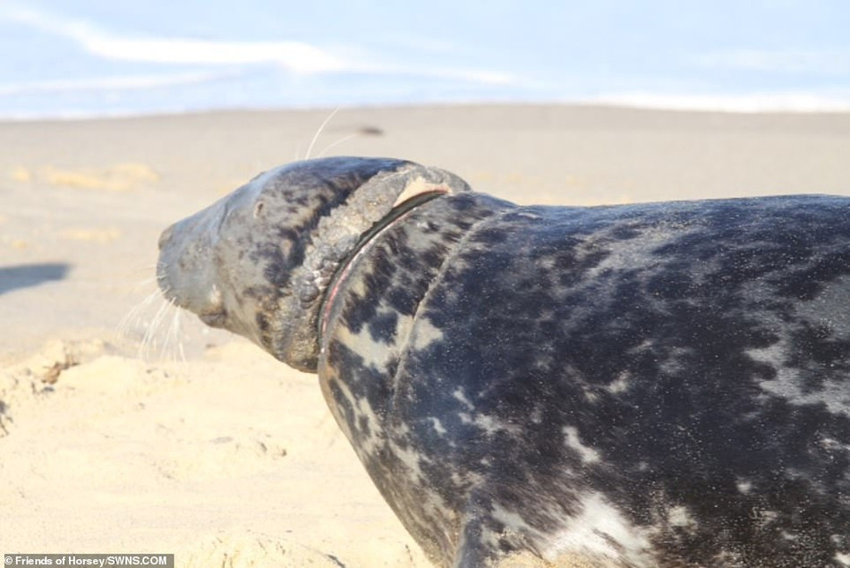 Hy vọng rằng, qua những hình ảnh này, mọi người sẽ nâng cao nhận thức của bản thân, bảo vệ môi trường, tránh gây thêm tổn thương cho những loài động vật hoang dã như hải cẩu.