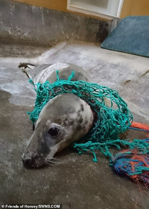 Trong ảnh là một con hải cẩu bị mắc kẹt trong chiếc lưới đánh cá bằng nhựa tại bãi biển Hosie. Nếu không được giải cứu, con hải cẩu chắc chắn sẽ chết không bao lâu sau đó do bị lưới cuốn chặt.