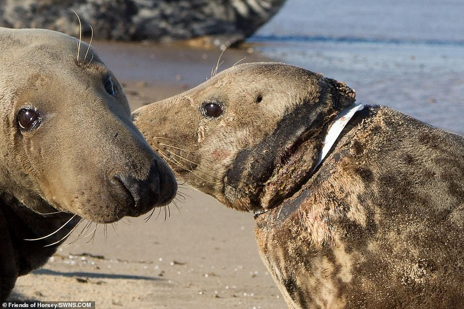 Theo thống kê, chỉ tính riêng năm 2017, Hiệp hội Hoàng gia về phòng chống bạo lực đối với động vật đã giải cứu được 10 con hải cẩu bị mắc kẹt trong những chiếc vòng nhựa, vòng kim loại và lưới