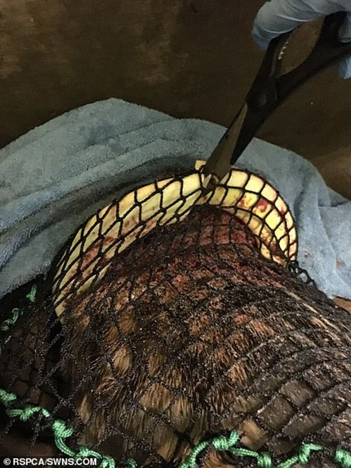 Được biết, bãi biển Horsey ở Anh là nơi sinh sống và hoạt động của khoảng 1600 - 1700 con hải cẩu. Thế nhưng những con hải cẩu này phải đối mặt với nguy hiểm hàng ngày, đến từ những rác thải bằng nhựa do con người thải ra.