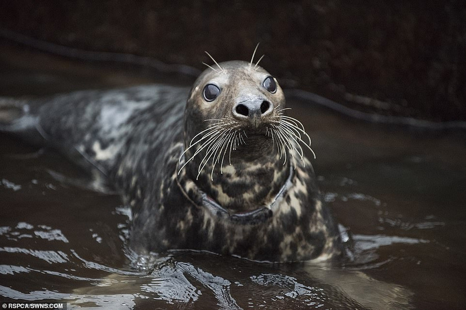 Bức ảnh này lại cho thấy những chiếc vòng nhựa đôi khi cứa vào lớp mỡ trên cơ thể con hải cẩu tội nghiệp sâu đến vài cm, làm cản trở hoạt động và khả năng săn bắt con mồi của chúng.