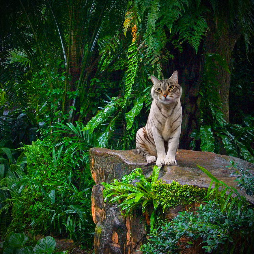 Một con vật mang đầu mèo, mình hổ chắc chắn sẽ thân thiện hơn rất nhiều một con hổ trắng uy nghiêm.